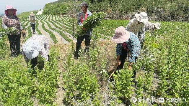 蹲点报告丨济南钢城棋山村民的艾草致富路