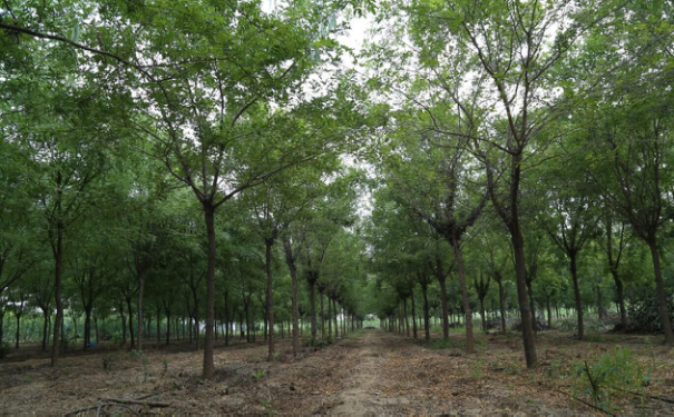 乡土树种皂角种植的市场前景分析