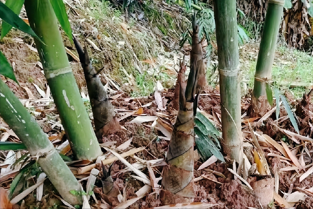 广东出口日本的“剥皮黄金”，今年正大量上市，价格涨破2元一斤