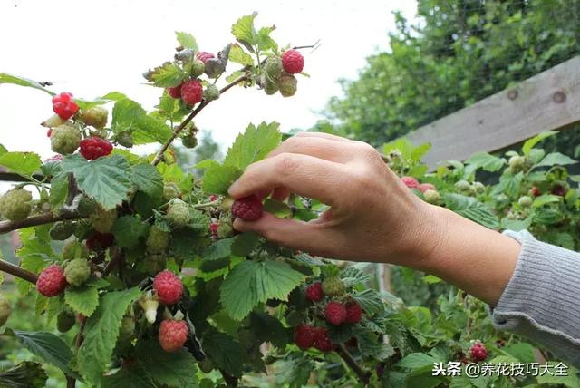 用这些技巧栽种覆盆子，在院子里养就能每年结果