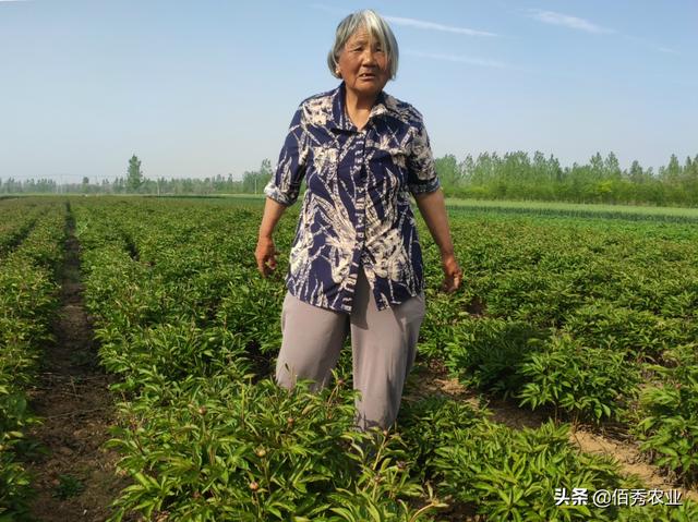 我是一名种植大户，中药材种植陷入两难境地，该坚持还是退出？