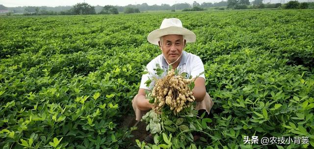 如何让花生实现增产增收？开花结荚期重点抓好4项田间管理