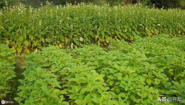 香瓜、玉米、水稻种植问题，养殖小妙招，农村法规小常识都在这里