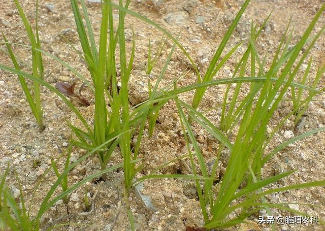 这个新除草剂专治香附子、莎草等恶性杂草，对作物安全又高效