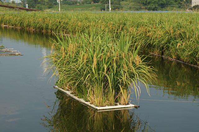 基金项目：养殖池塘浮床水稻种植模式初探及效益分析