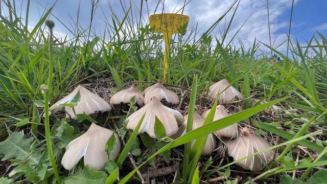 南华县雨露乡仿野生种植鸡枞菌大量出菇