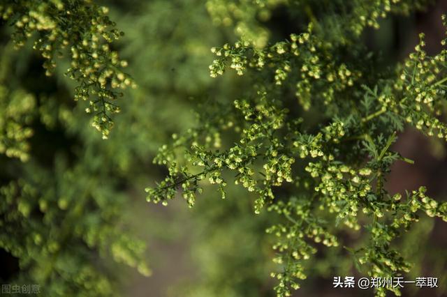 黄花蒿中青蒿素提取的最佳生产工艺