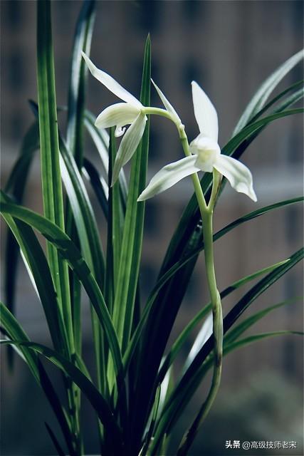 兰花从种植到开花所需的时间：生长过程与养护全攻略