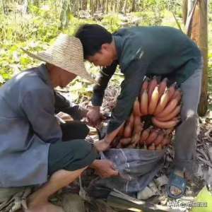 种植米蕉(“红色的香蕉”你有见识过吗？65岁的老农辛酸种植却卖不出去)