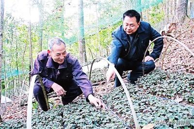 农村的天地大，种植什么植物效益好赚钱多呢？