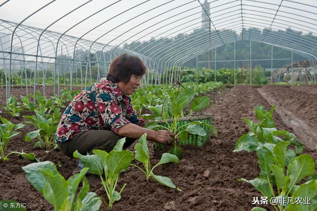 明年大棚种植什么最赚钱？这作物说的很到位，2019种植不后悔！