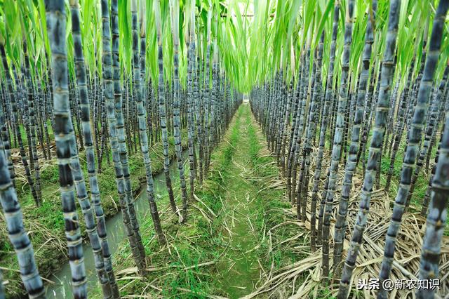 甘蔗种植技术与田间管理方式，科学种植收益高，蔗农多参考参考