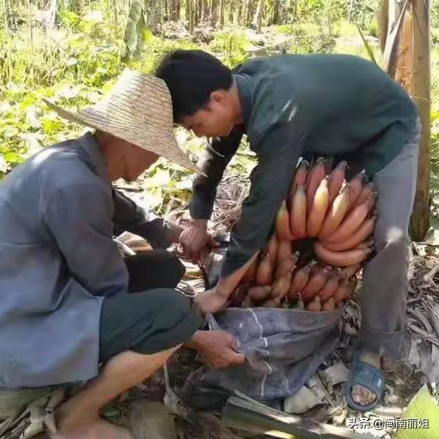 “红色的香蕉”你有见识过吗？65岁的老农辛酸种植！却卖不出去