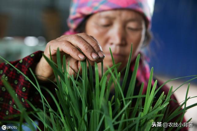 韭菜种植做好这五点，苗株根系发达、叶片肥大，产量品质有保证