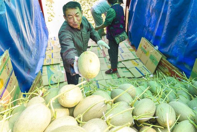 河北枣强：哈密瓜种植助推产业脱贫