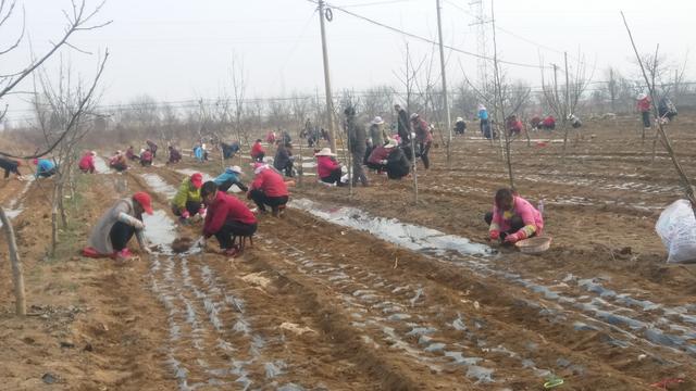 陈伟和他的中药材种植，执着坚持助力脱贫