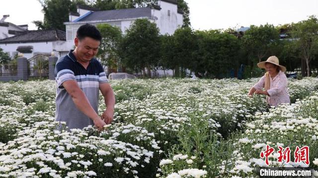 安徽黄山七月菊进入采摘季 菊香人欢丰收景