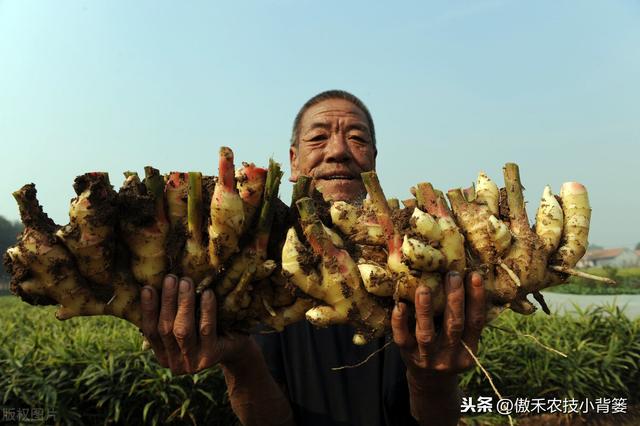 春季生姜播种期即将来临，如何种植管理才能获得更高的产量？