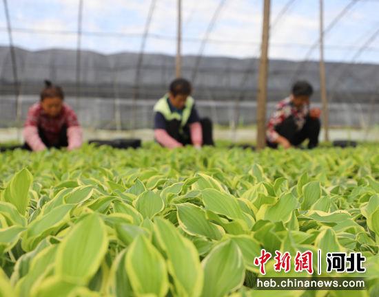 河北固安：花卉苗木产业拓宽致富路