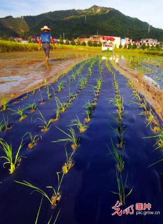 江西万载：首次试点使用可降解膜种植有机水稻