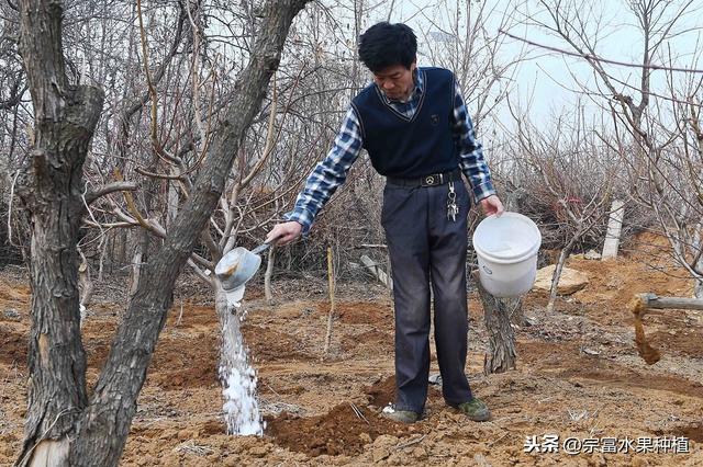 栽植杨梅树，如何才能优质丰产？掌握氮磷钾肥使用量果实要不完