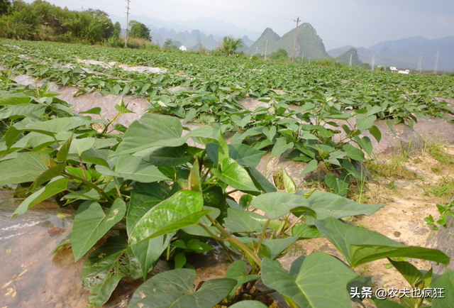 紫薯和红薯在种植方面有区别吗？种植紫薯有哪些方面需要注意？