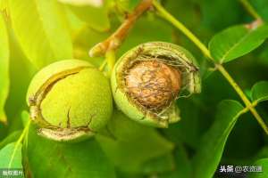 核桃树怎么种植方法(核桃高产有诀窍，记住这2点，坐果多、膨大快、果仁饱满、不空壳)