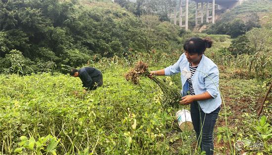 红河个旧：黑花生丰收 农户笑开颜