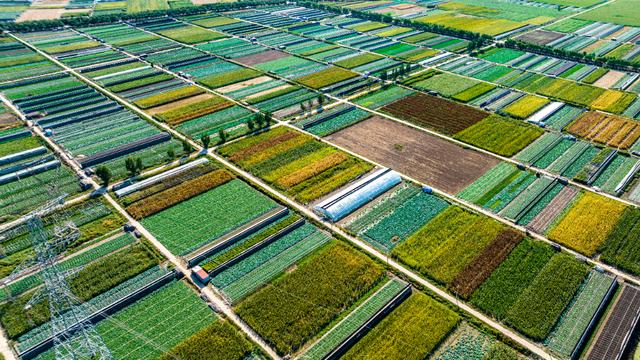 航拍蔬菜种植基地 犹如一条条绿油油、黄澄澄的格栅