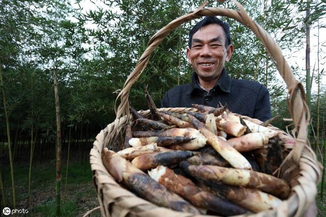 雷竹笋栽培技术支持与分享