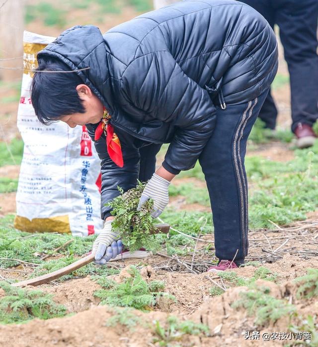 荠菜四季都能种，种植方法很简单！看完这篇文章你也能种出好荠菜