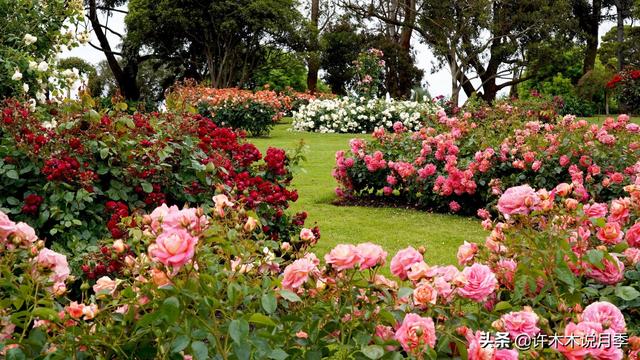 木木教你打造月季玫瑰花园。品种选择搭配、花园规划、工具准备篇