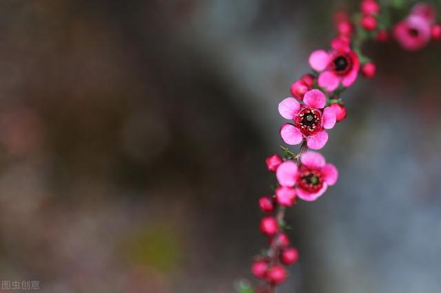 适合盆栽的“岁寒三友”，秋冬种一棵，开花香喷喷