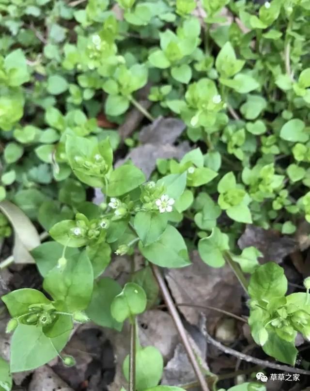 一中校园的植物们！