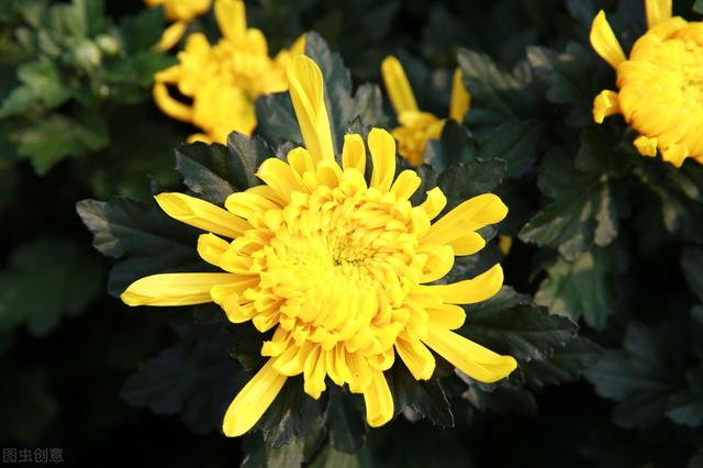 菊花栽培技术，全套打包教给你，让你轻松学会种植