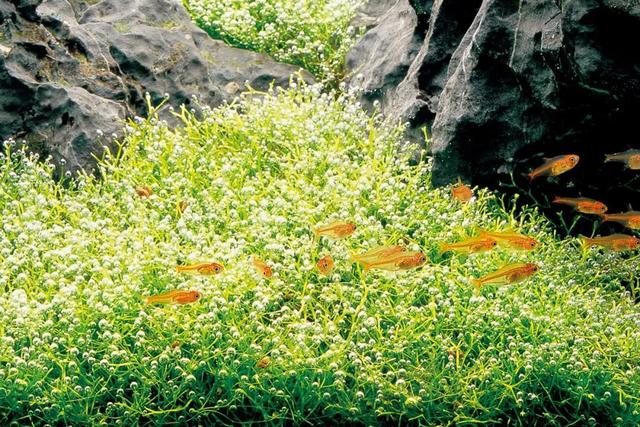 草缸造景养水草：想栽的栽不好，不想栽的除不完