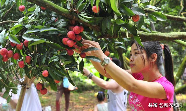 荔枝栽培技术，农民种植要掌握这10招，一定稳妥