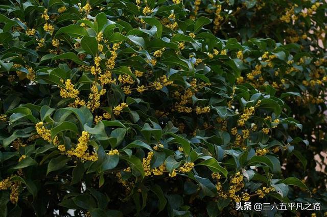 “富种月桂穷种银，满园金桂终为贫”这4个地方适合种植桂花树？