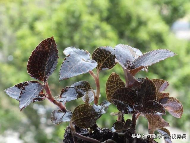 金线莲应该怎么种？这些金线莲种植技巧与管理技术一定要掌握