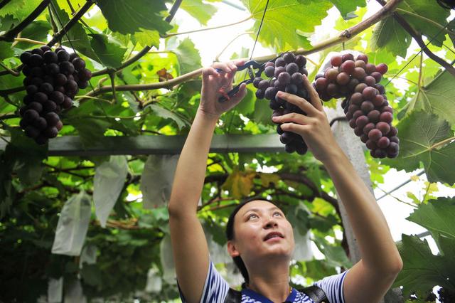 在自家庭院里，如何才能种出观赏性强、产量高、品质又好的葡萄