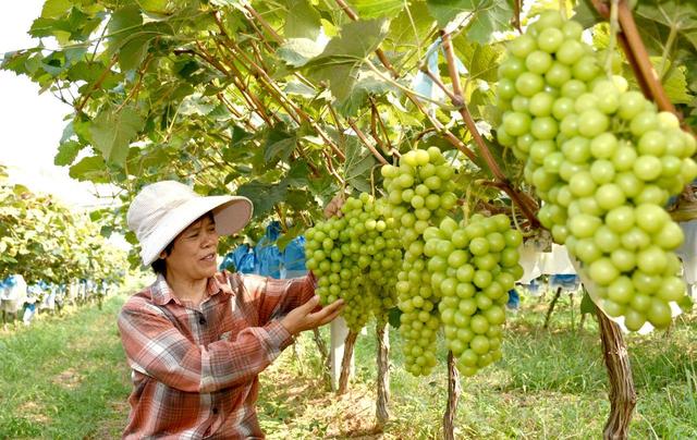 河南孟州槐树乡：“小葡萄”串起“致富路”