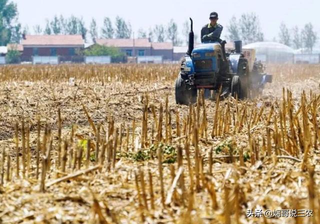 解析玉米种植的地形需求，掌握地膜栽培技巧，才能提高产量