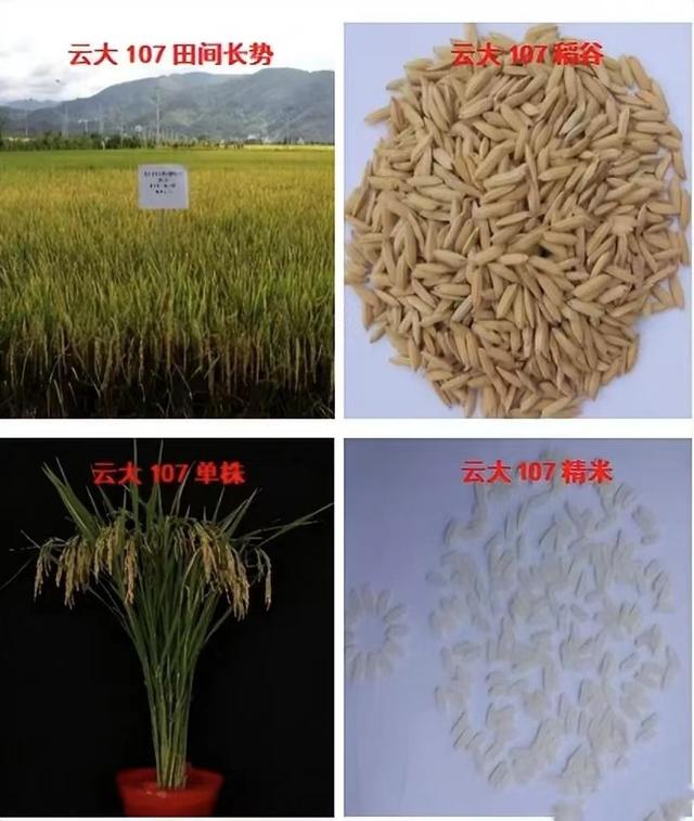 每年亩产1000斤，生产成本却直接减半？种一次收四年的水稻有多香