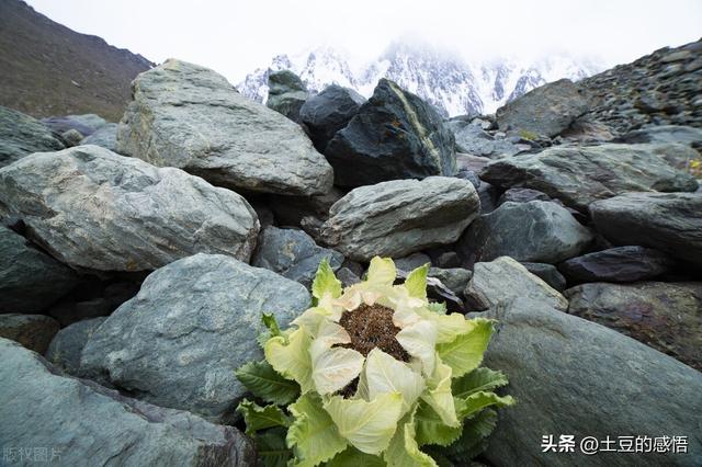 天山雪莲花，神奇而珍贵，如今可遇不可求