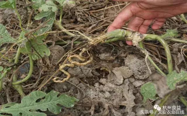 西瓜全程种植技术方案