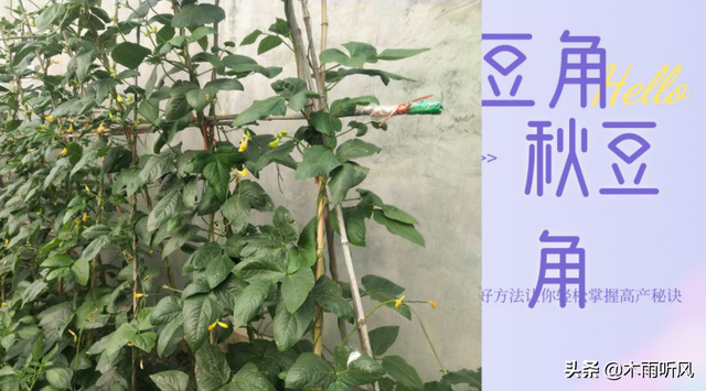 什么时候种植秋豆角好？