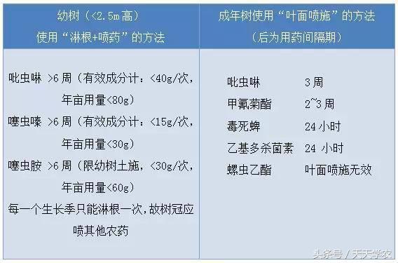 想种植沃柑，果农该注意什么？柑橘黄龙病、溃疡病可以治吗？