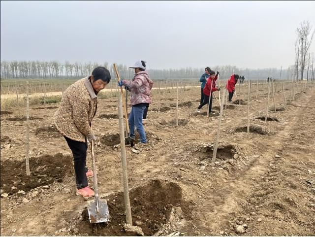 河南南阳宛城区：种植山桐子 振兴新路子