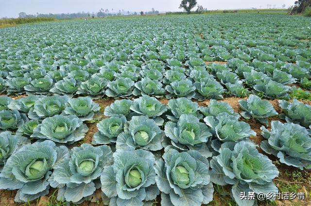 给白菜和萝卜追肥，用茶籽饼试一试，防虫还高产