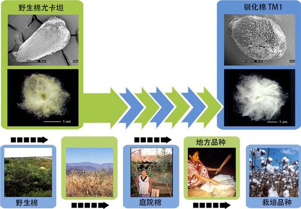 从洁白如雪到五彩缤纷 棉花如何华丽变身？